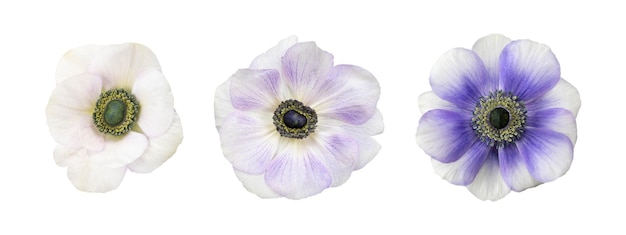 White and blue anemone flowers head isolated white background