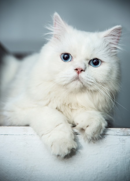 White and blue eyes Persian cats