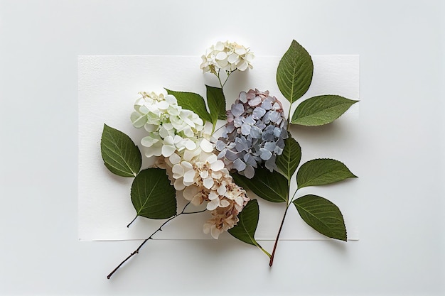 A white and blue hydrangea flower sits on a white background.