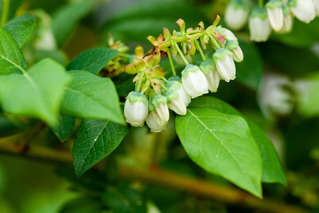 White blueberry buds on a bush Blueberry bud twig White flowers The bush grows in the gardenClose up of a flower Blueberry blossom