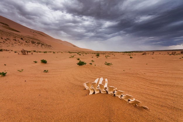 White bones on the sands of the Gobi desert Mongolia