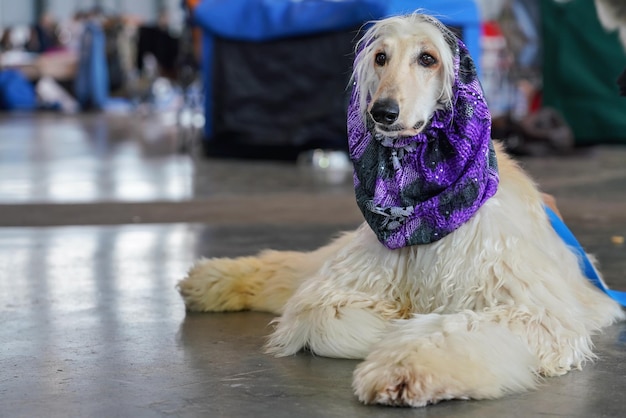 White Borzoi laying on the stone floor indoors, Purple scarf around neck, groomed and ready, waiting at the dog competition.