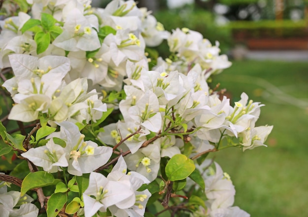 White bougainvillea paper flower in the garden.