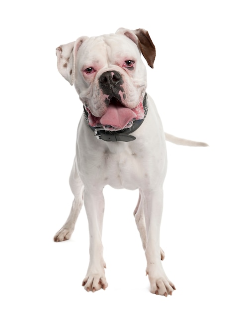 White Boxer with 14 months. Dog portrait isolated