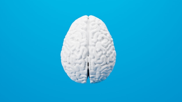 White brain 3D render isolated on background