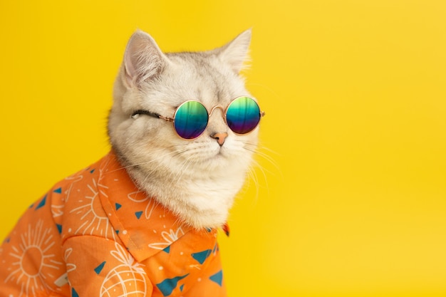 White british cat are wear sunglass orange shirt in concept summer on the yellow wall