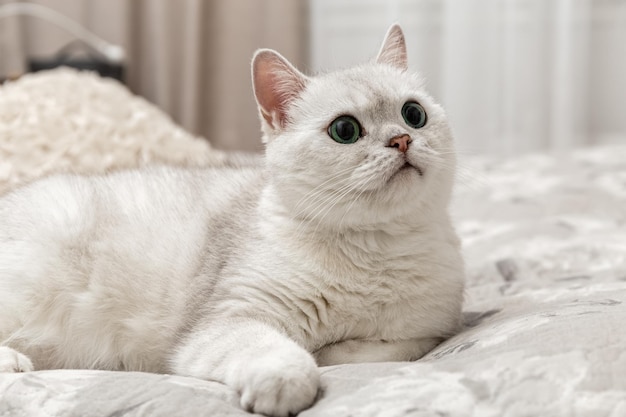 White British cat is sitting on the bed. How to wean a cat from bed. Silver chinchilla. Cat breed. Photo