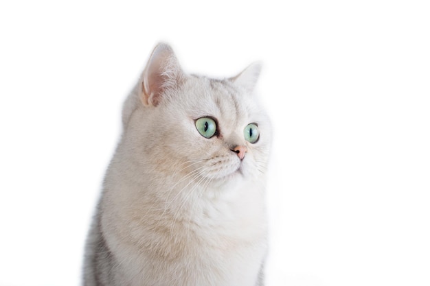 A white british cat with green eyes on a white background