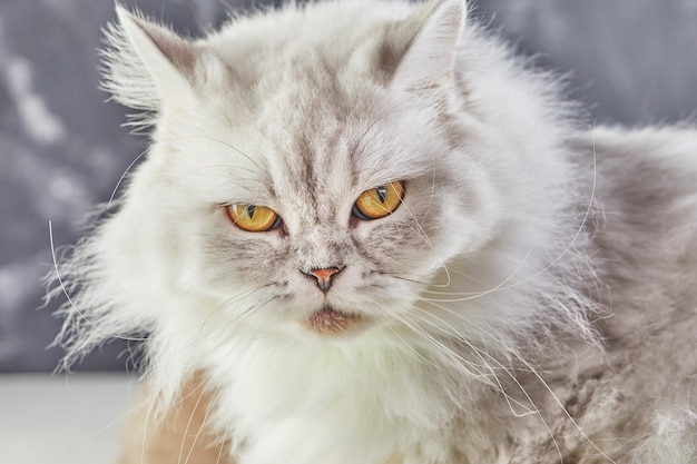 White British cat with yellow eyes on gray