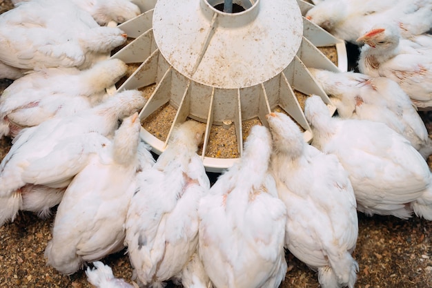 White broiler Chicken at the poultry farm.