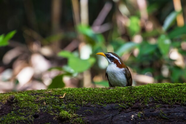 White-browed Scimitar-babbler (Po matorhinus schisticeps) bird in nature