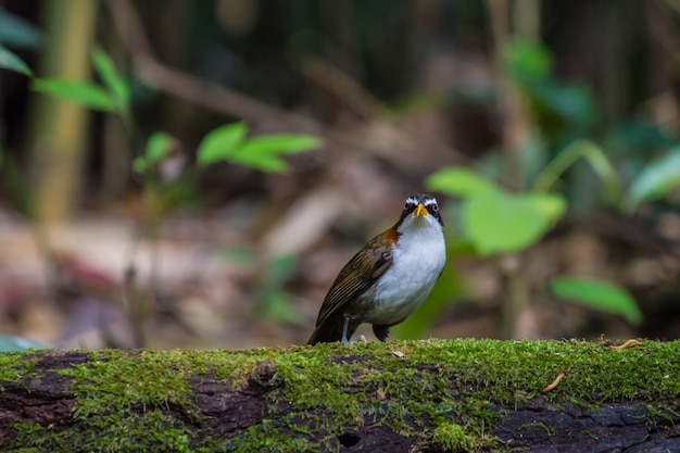 White-browed Scimitar-babbler (Po matorhinus schisticeps) bird in nature