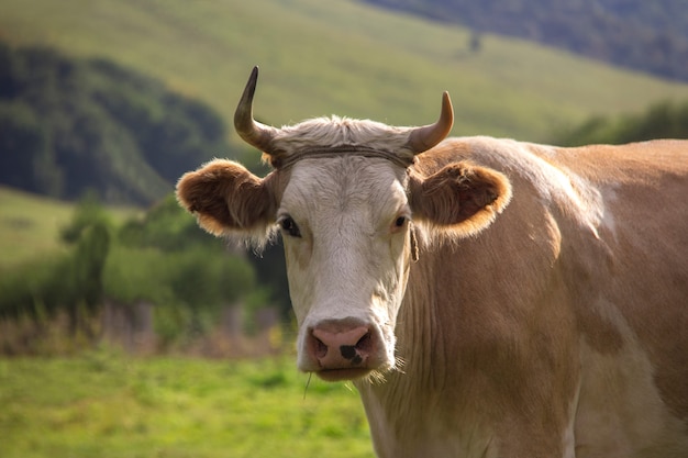 White brown bull grazing in the meadow looking