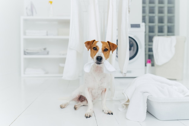 White and brown dog bites washed linen hanging on clothes dryer