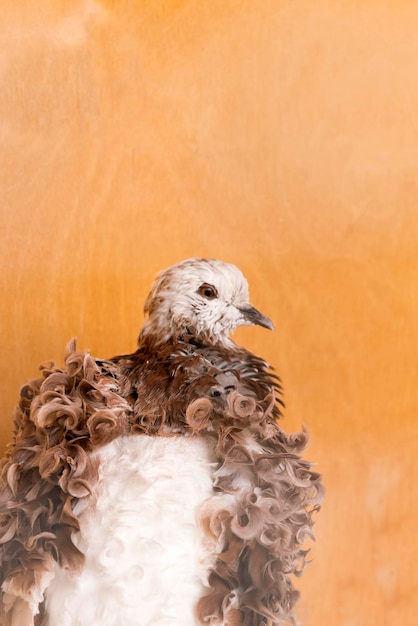 White and brown dove with curly feathers on a wooden background