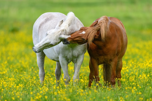 White and brown horse on field of yellow flowers. Farm animals on meadow