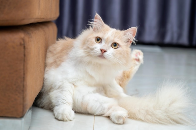 White and brown persian cat with a cute face