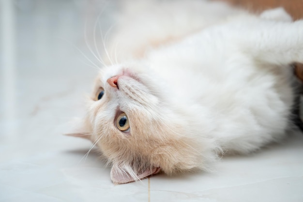 White and brown persian cat with a cute face