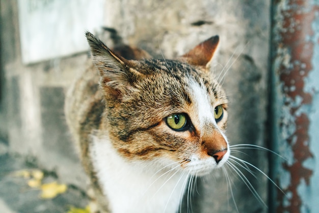 White brown street cat is roaming around the corner of the city.