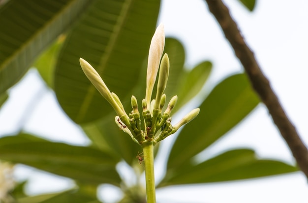 White budding tropical flowers 