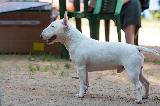 White bull terrier playing on the sand