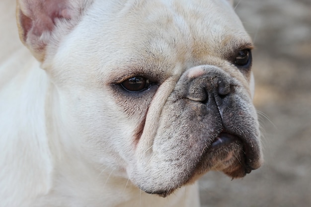 white bulldog  face