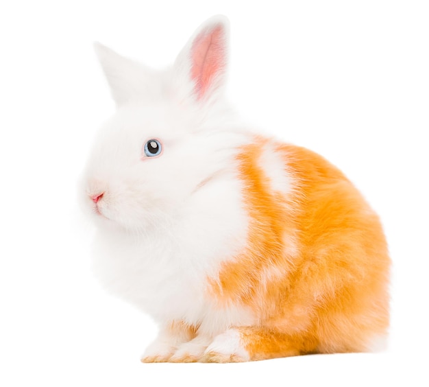 White bunny easter rabbit isolated on white background