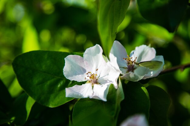 A white butterfly is sitting on a branch of an apple tree with pink and white flowers. High quality photo