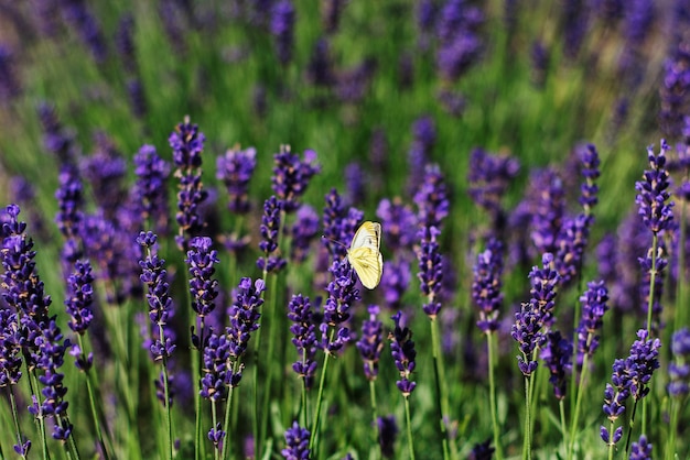 A white butterfly on lavender.