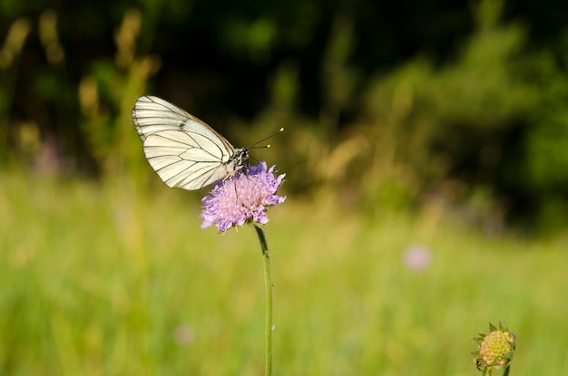 White butterfly on a summer meadow