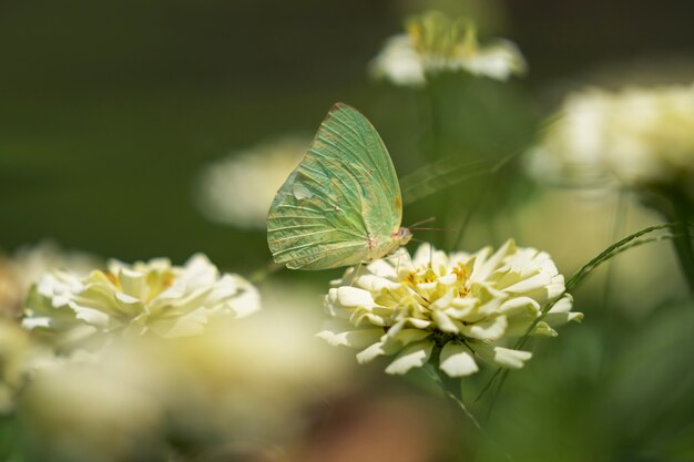 White butterfly on white flower