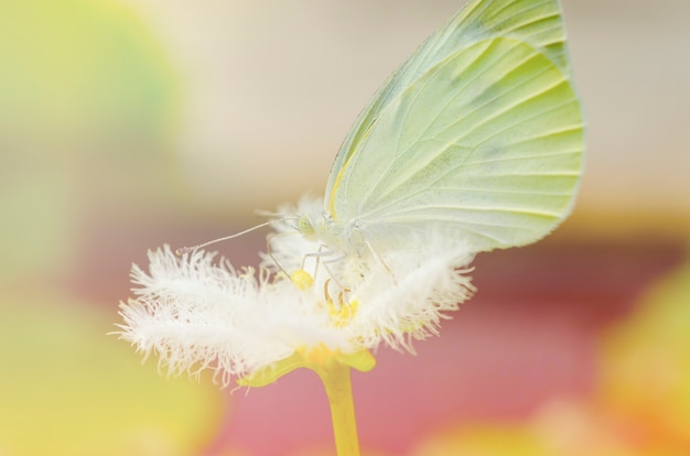 White butterfly with white flowers