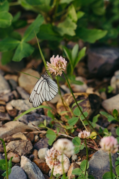 White cabbage butterfly sitting on the clover