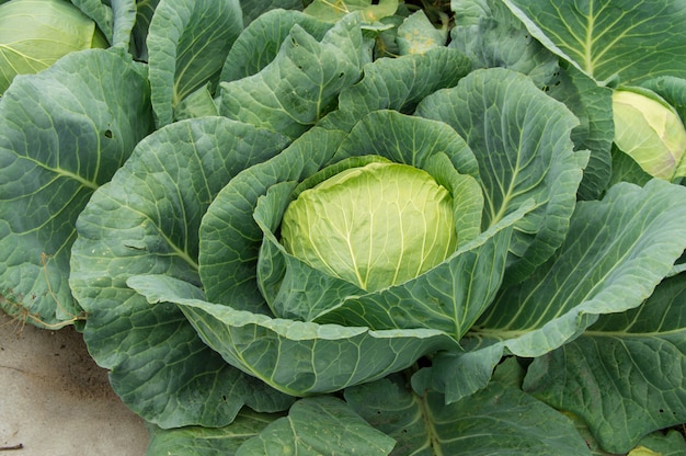 White cabbage growing in the garden, vegetarian healthy food concept, Cabbage background