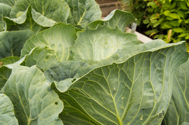 White cabbage leaves close-up, vegetarian healthy food concept, cabbage background