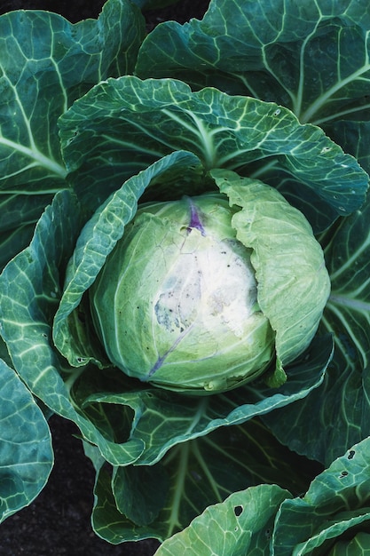 White cabbage in the vegetable garden overhead view