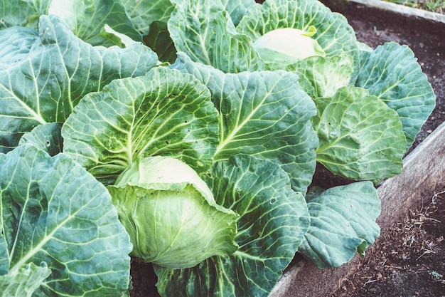 White cabbage with leaves damaged by caterpillars grows in the garden