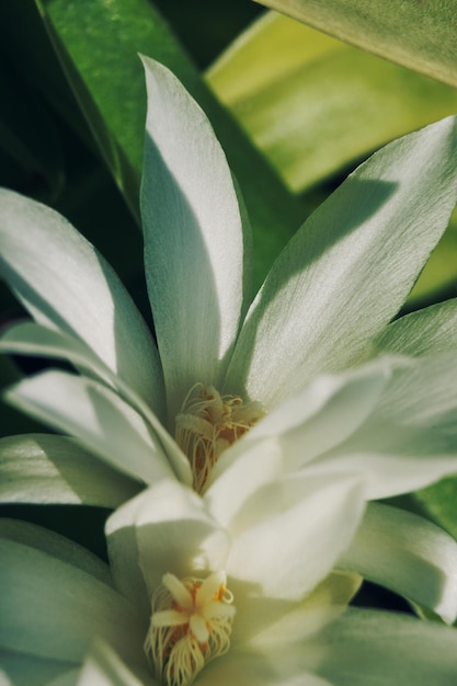 White cactus flowers macro sunny day Blossom floral background selective focus