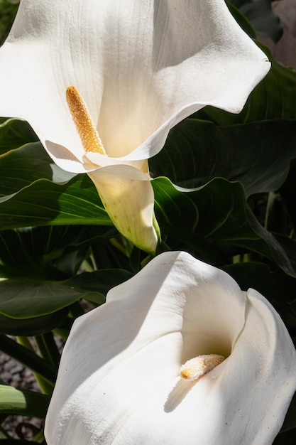 White calla lily in the garden on a sunny day