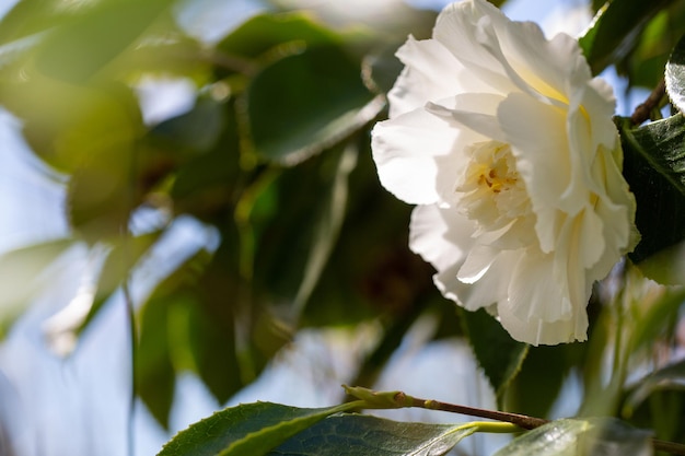 white camellia flower