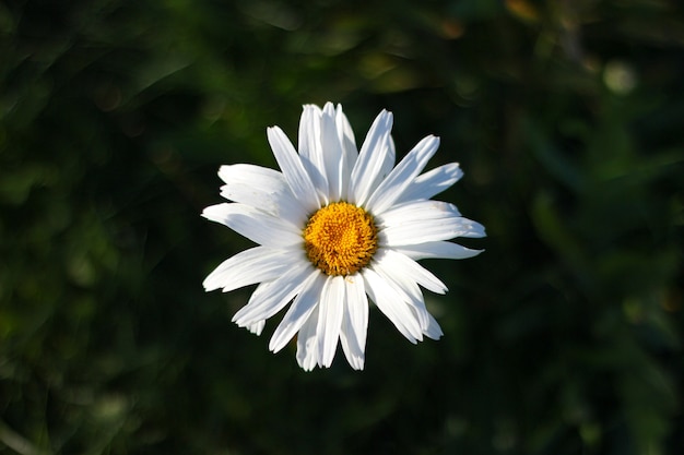 White camomile petals on a dark background