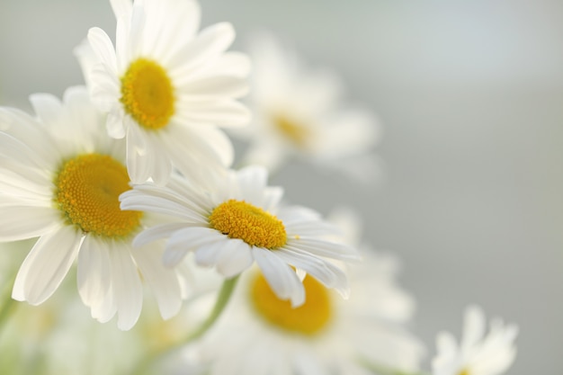 White camomiles tender. Chamomile flowers