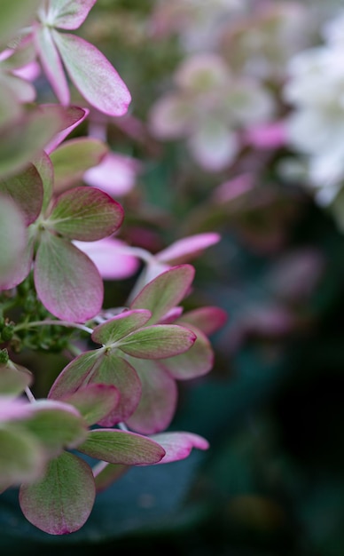 White caps of hydrangea flowers in the garden macro