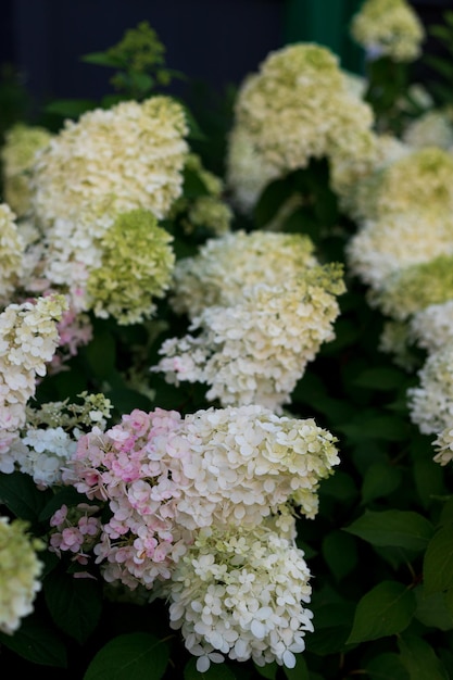 White caps of hydrangea flowers in the garden