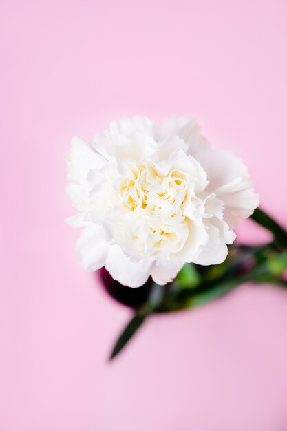 White carnation flower on a pastel pink wall, minimalism