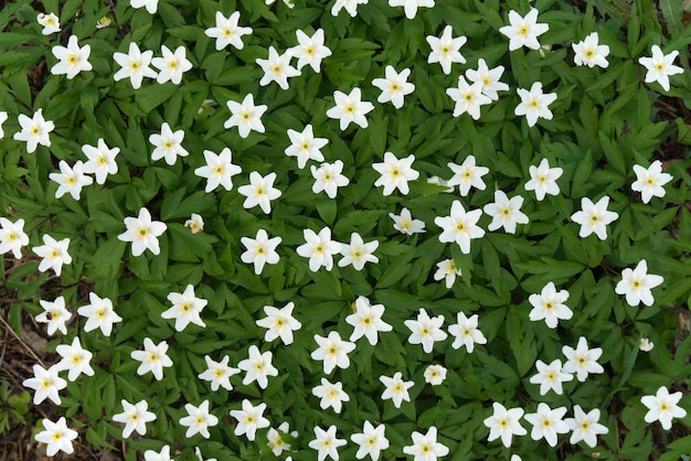 White carpet of blooming Wood Anemone Windflower Spring background with blooming white flowers