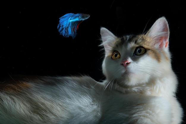 White cat and blue betta fish with black background