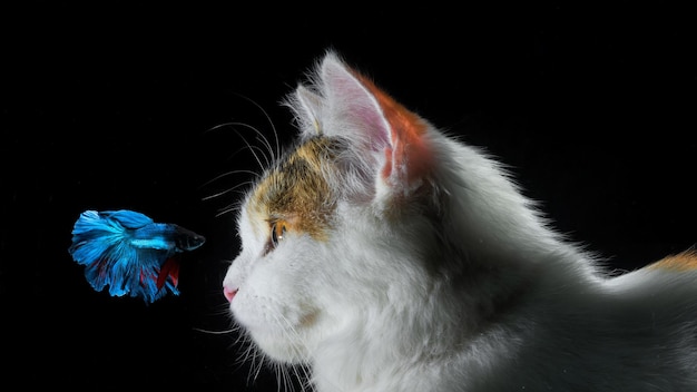 White cat and blue betta fish with black background