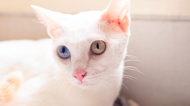 white cat colorful eyes