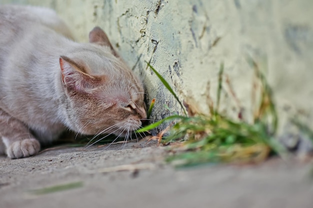 White cat eats grass on the walk